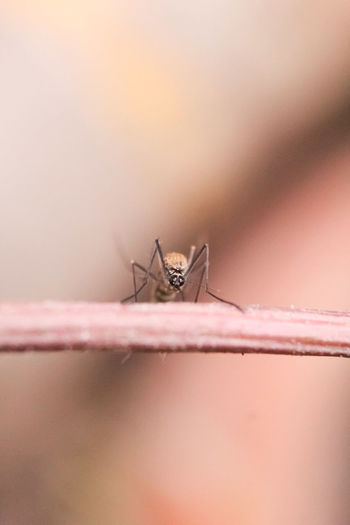 Close-up of spider