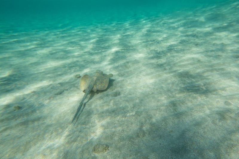 High angle view of stingray swimming in sea 