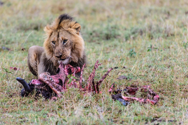 Lion eating in a grass