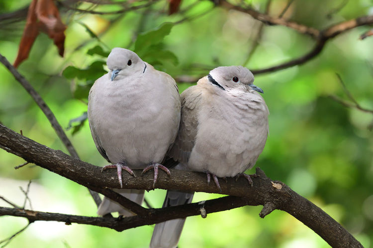 Close-up of two collared doves perching on a branch