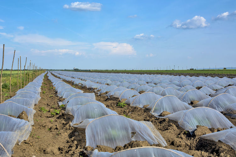Scenic view of agricultural field against sky
