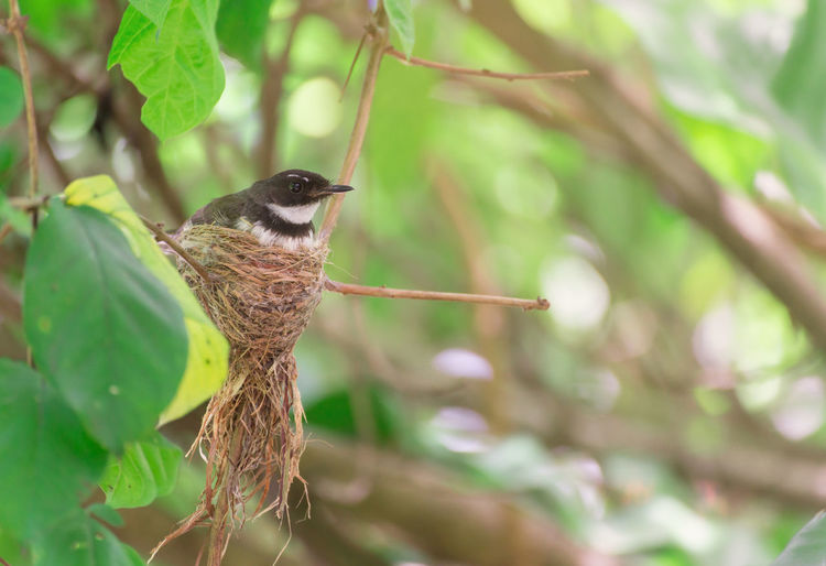 Close-up of bird perching on branch
