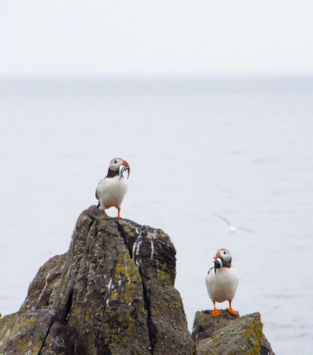 Birds perching on rock by water