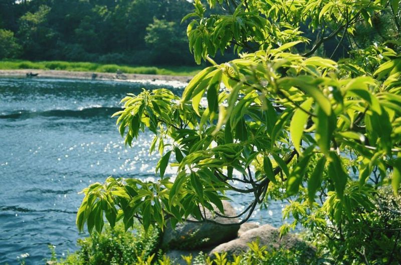 Trees growing in water