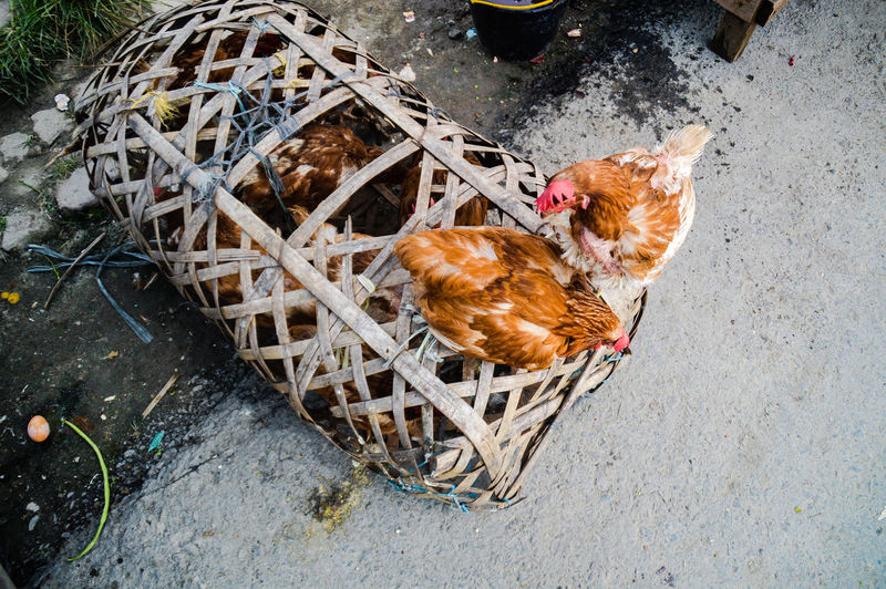 Live chicken for sale in an indonesian local market
