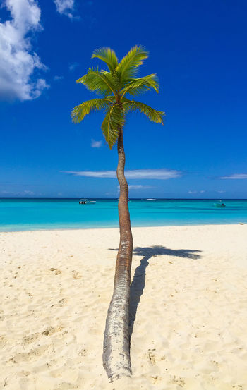 Coconut palm tree on beach against blue sky