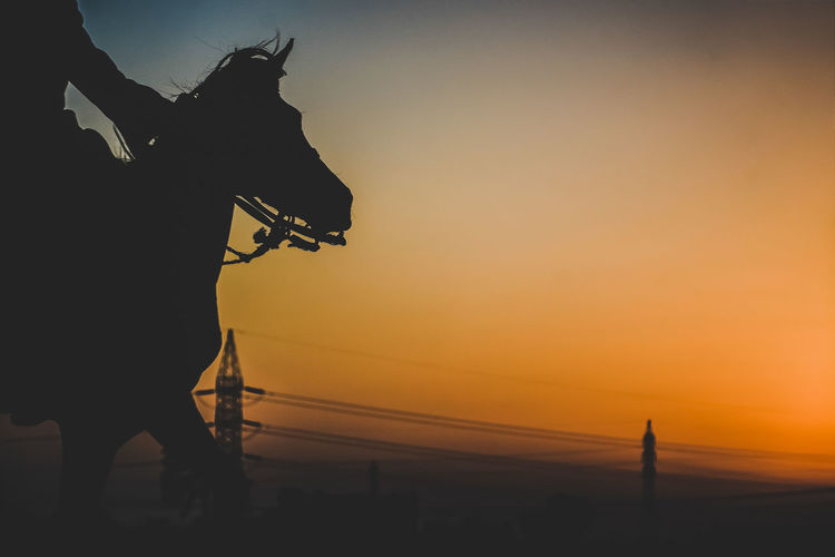 Silhouette of horse against sky during sunset