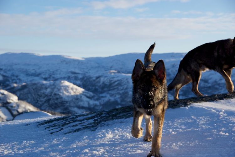 Dogs on snow covered mountain against sky