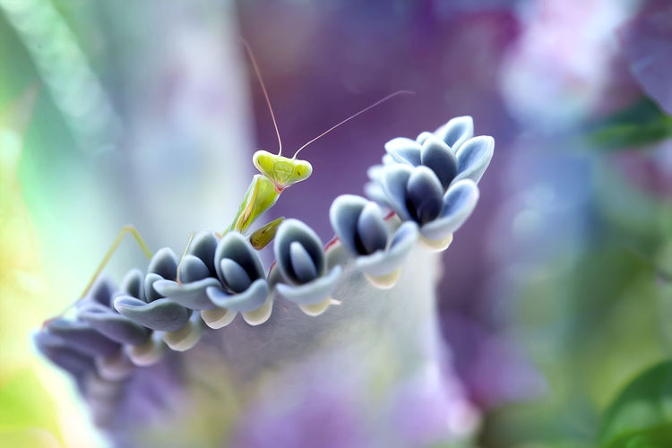 Close-up of a cute mantis and purple flowering plant