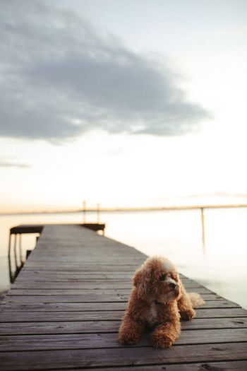Cavapoo pup and sunset