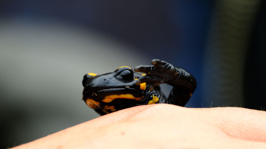 Cropped image of fire salamander 