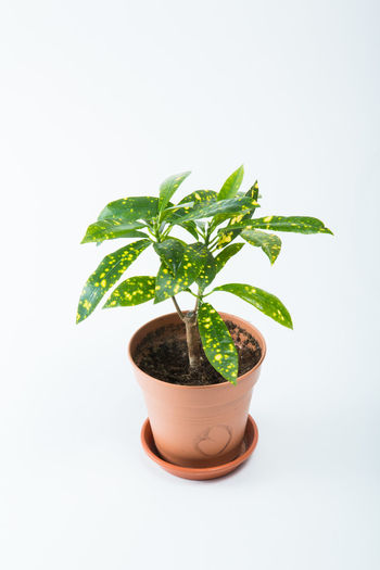 Close-up of potted plant against white background
