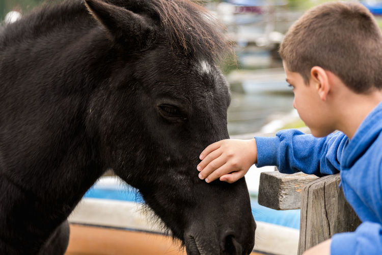 Boy touching horse