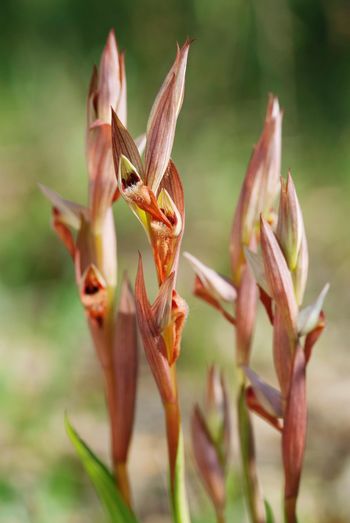 Close-up of red flowering plant