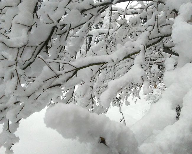 Close-up of snow during winter
