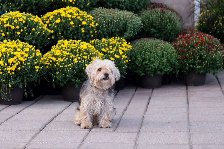 Windblown terrier mix dog sitting staring on the pavement in front of display of colourful mums