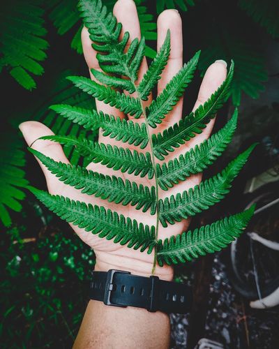 Close-up of hand holding fern in forest