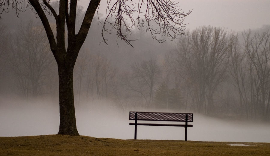 Empty bench by tree in park during foggy weather