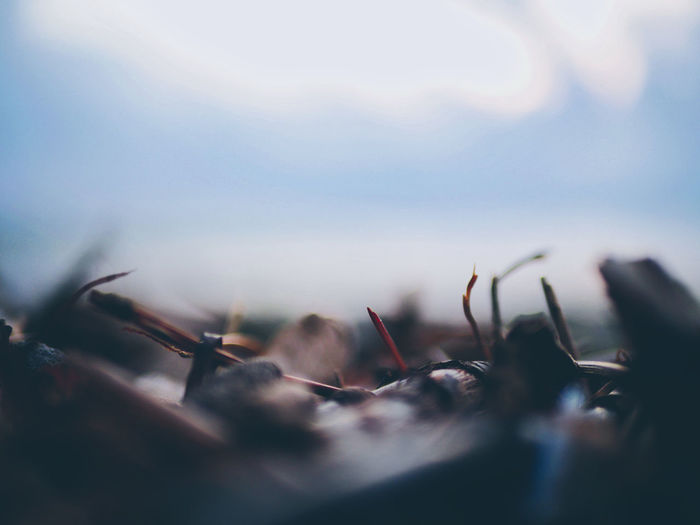Close-up of plant growing on field against sky