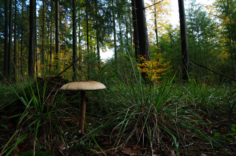 Mushroom growing in forest