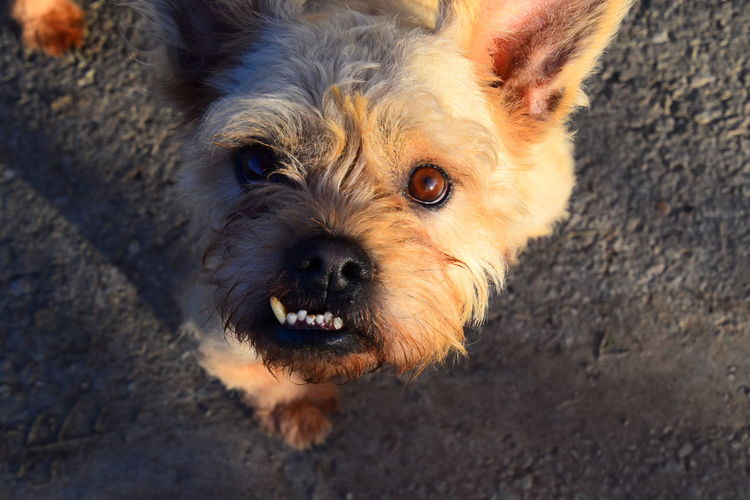 Close-up portrait of dog with overbite looking from face to face