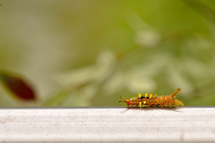 Close-up of insect on wood