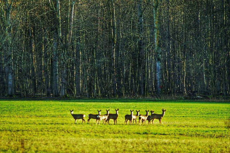 Deer on grassy field against trees