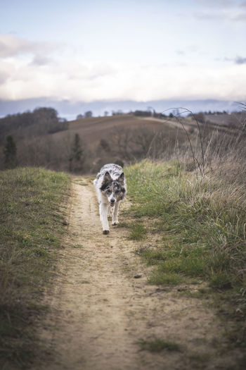 A border collie comes running over a dirtroad between the fields