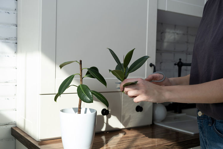 Woman holding white potted plant on table at home