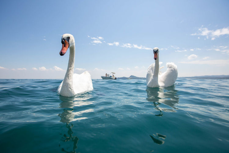 Two swans swimming in sea at lake garda italy