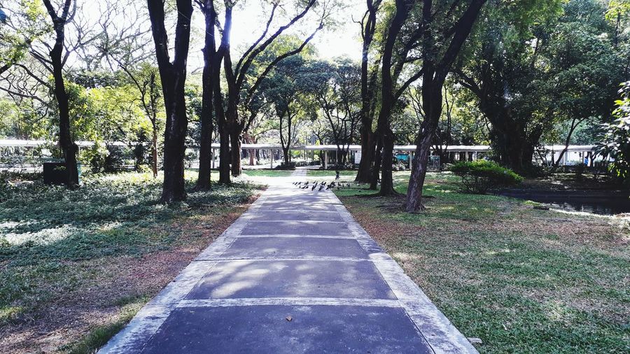 Empty road along trees in park
