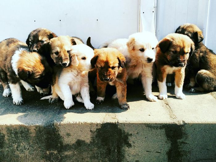 Close-up of puppies standing on retaining wall