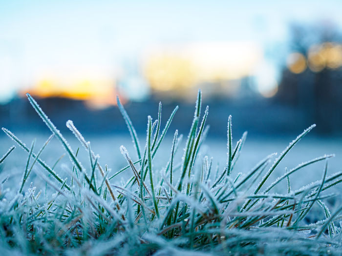 Selective focus shot of grass covered in hoarfrost