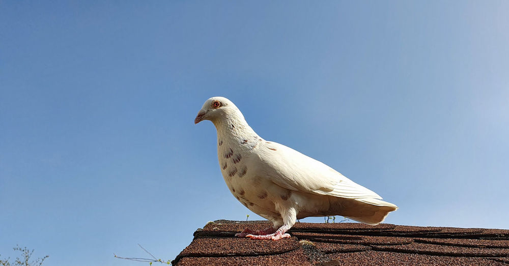 Low angle view of seagull on roof against clear sky