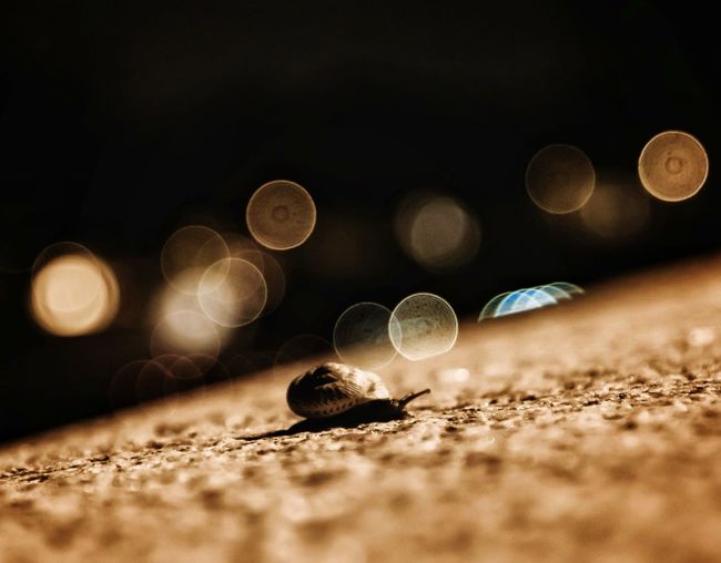Surface level of snail on ground