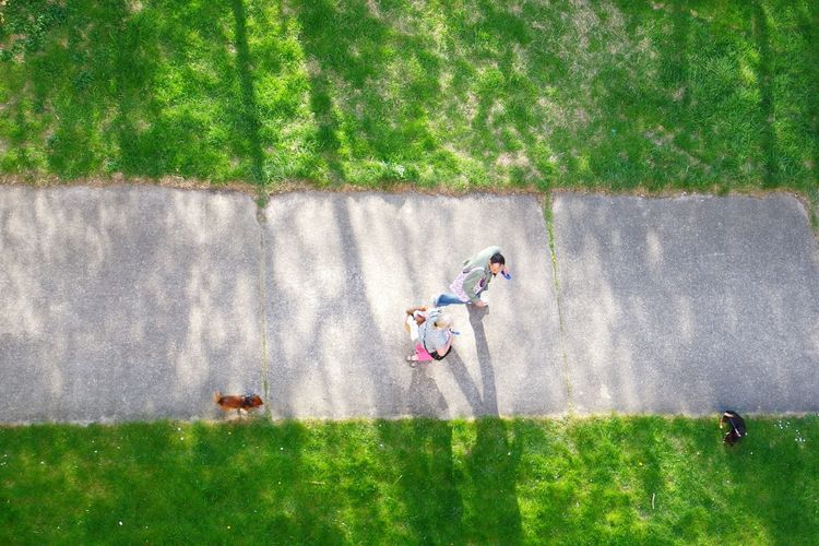 Directly above view of people walking on pathway with dogs in park