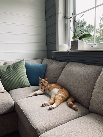 Cat resting on sofa at home