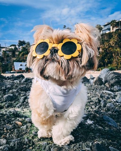 Portrait of a dog wearing sunglasses in city