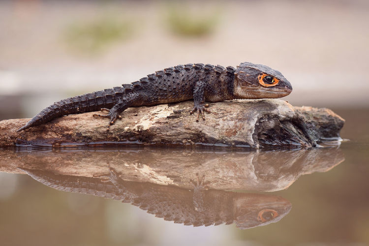 Close-up of lizard on wood in water