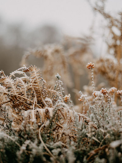 Close-up of frozen plant on field