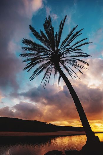 Silhouette palm trees against sky during sunset