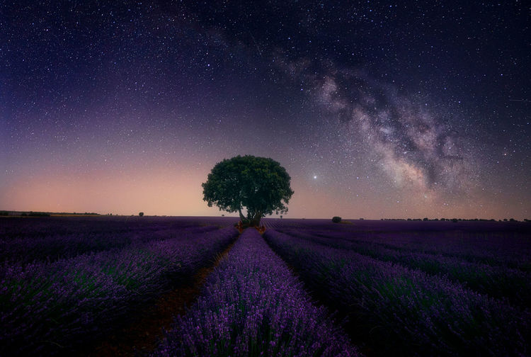 Scenic view of lavender on field against sky at night