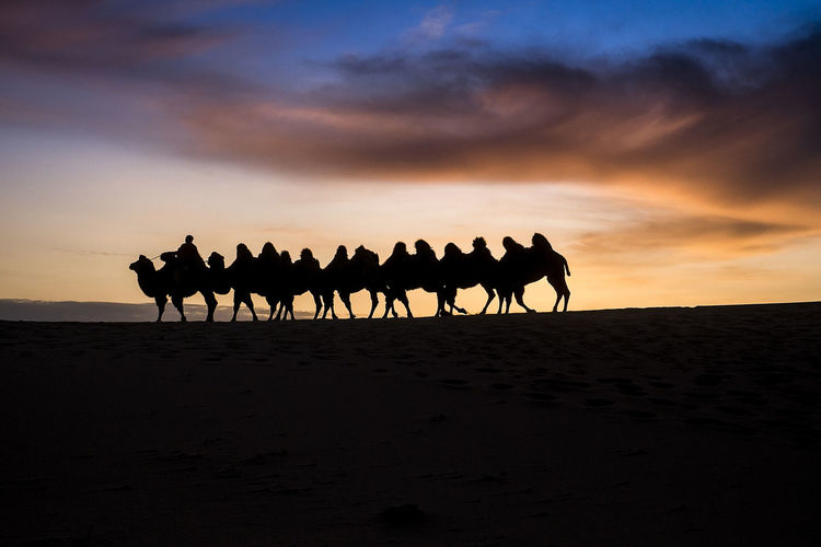 Silhouette camels on land against sky during sunset