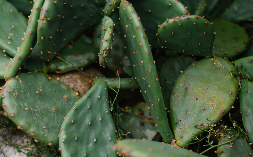 Background of a green flat cactus. prickly leaves.the texture of an exotic plant. garden decoration.