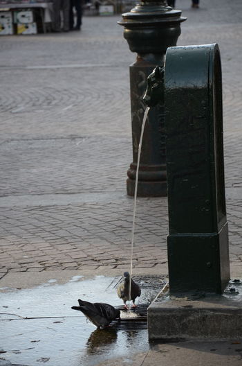 Close-up of birds drinking water