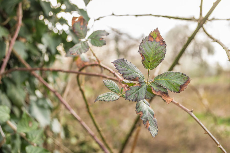plant