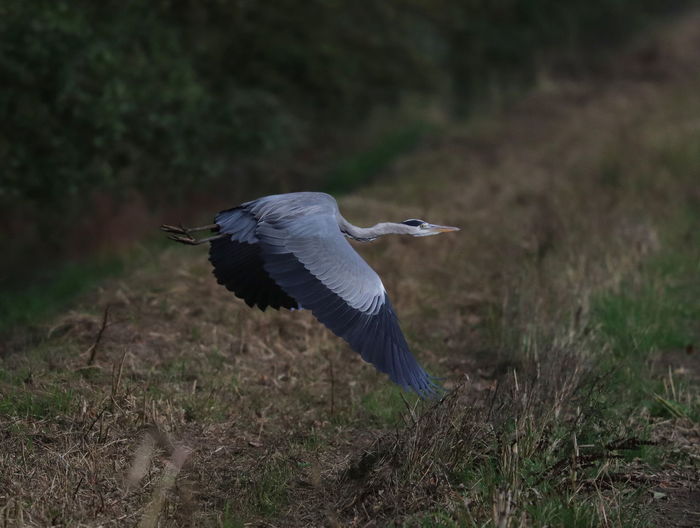 High angle view of gray heron flying over land