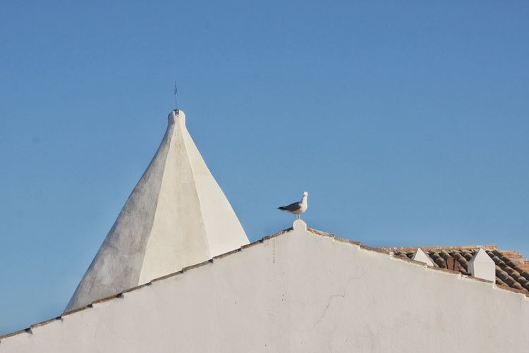Low angle view of seagull perching on building against sky