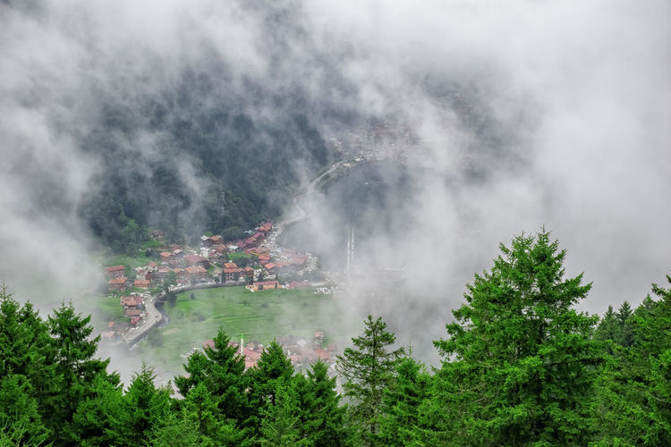Panoramic view of trees in forest against sky. uzungol landscape in trabzon.