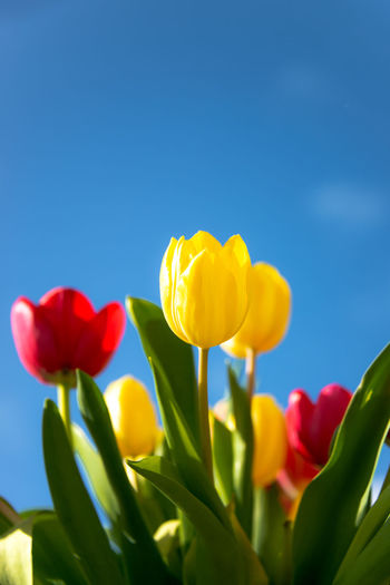 Close-up of red tulips against blue sky
